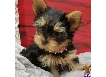 Yorkshire Terrier