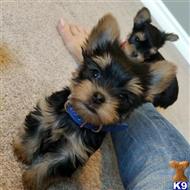 Yorkshire Terrier