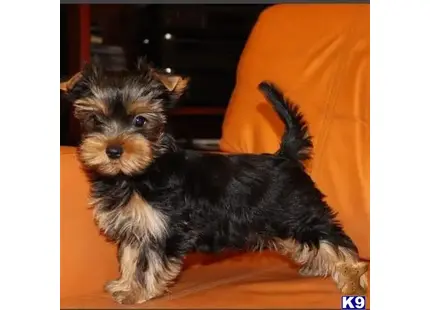 Yorkshire Terrier