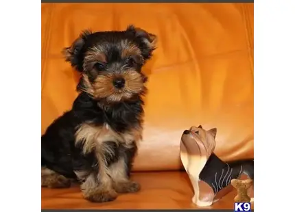 Yorkshire Terrier