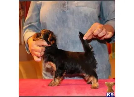 Yorkshire Terrier