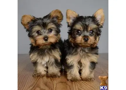 Yorkshire Terrier