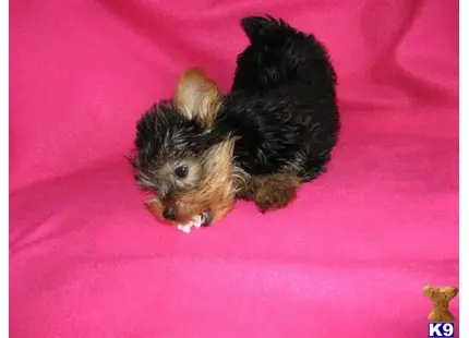 Yorkshire Terrier