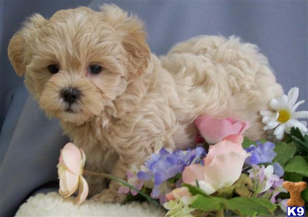 petland puppy prices mixed breed puppy for sale malshipoo puppies petland davie 7 years petland puppy prices mixed breed puppy for sale malshipoo puppies petland davie 7 years