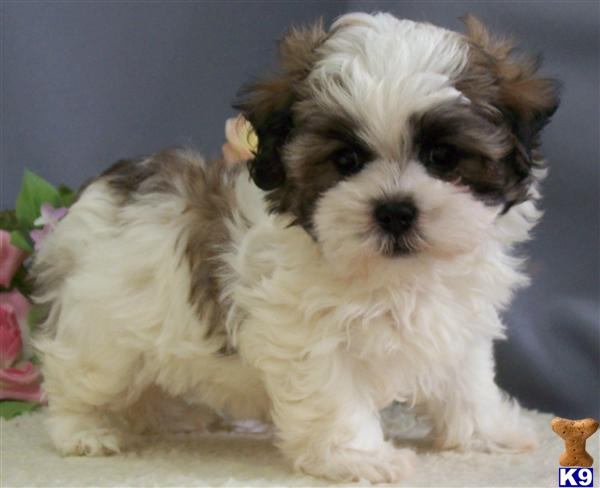 petland puppy prices mixed breed puppy for sale malshipoo puppies petland davie 7 years petland puppy prices mixed breed puppy for sale malshipoo puppies petland davie 7 years