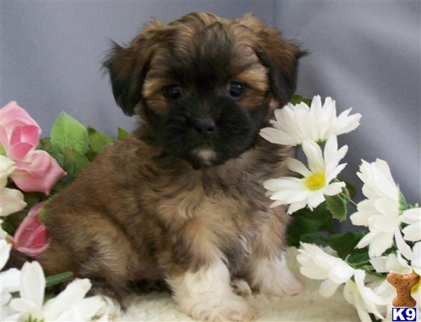 petland puppy prices mixed breed puppy for sale malshipoo puppies petland davie 7 years petland puppy prices mixed breed puppy for sale malshipoo puppies petland davie 7 years