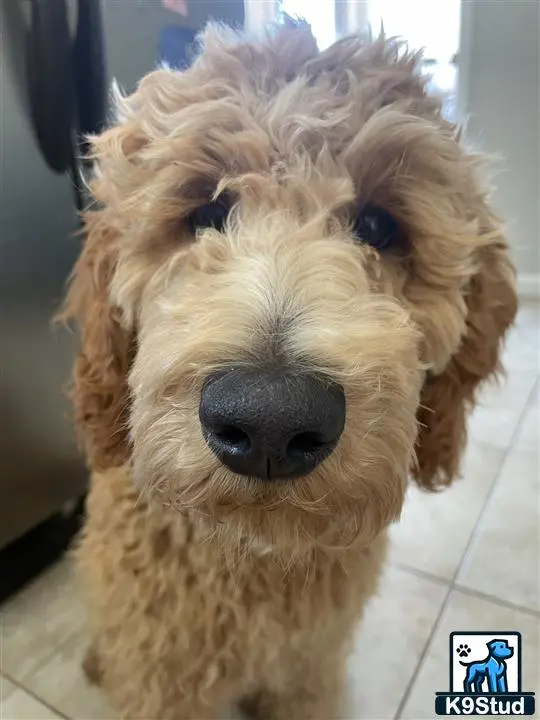 Goldendoodles stud dog: a goldendoodles dog with a fluffy haircut