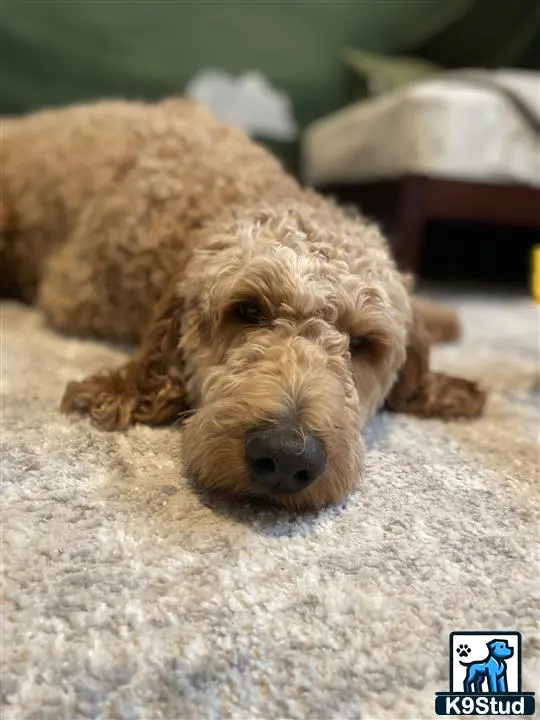 Goldendoodles stud dog: a goldendoodles dog lying on the ground