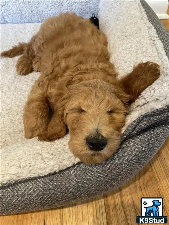 Goldendoodles stud dog: a couple of goldendoodles dogs lying on a bed