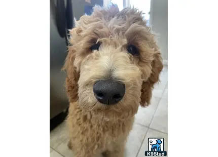 Goldendoodles stud dog: a goldendoodles dog with a fluffy haircut