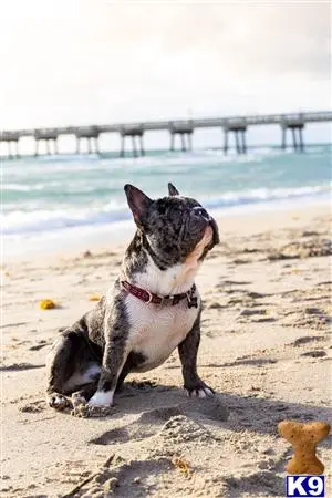 French Bulldog stud dog