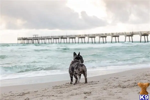 French Bulldog stud dog