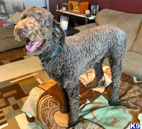 Aussiedoodle stud dog