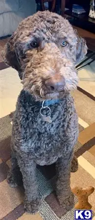 Aussiedoodle stud dog