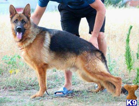 German Shepherd dog