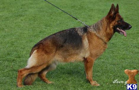 German Shepherd puppy for sale