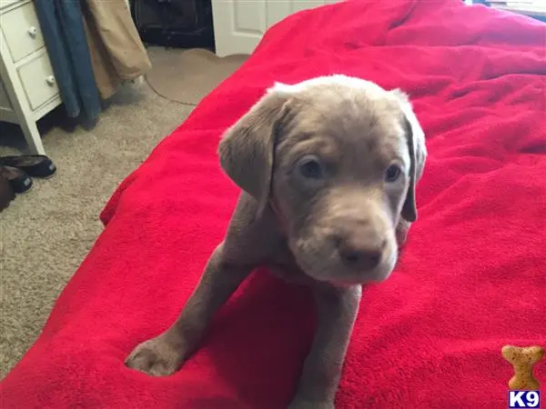 Labrador Retriever puppy for sale