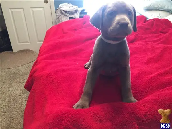 Labrador Retriever puppy for sale