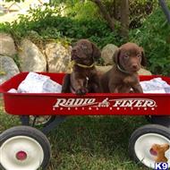 labrador retriever puppy posted by dawnfair