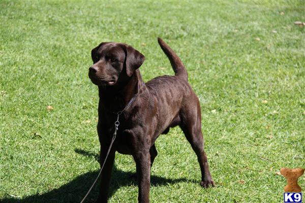 Labrador Retriever stud dog