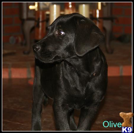 labrador retriever puppy posted by dawnharvell