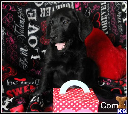 labrador retriever puppy posted by dawnharvell