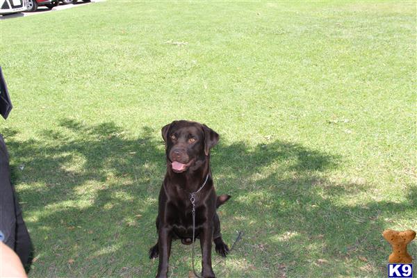 Labrador Retriever stud dog