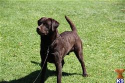 Labrador Retriever stud dog: Chocolate Labrador Retriever standing on green grass