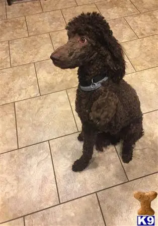 Poodle stud dog