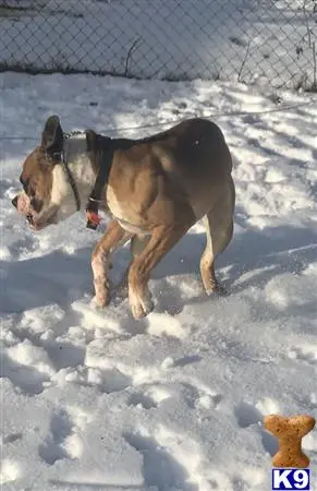 Old English Bulldog stud dog