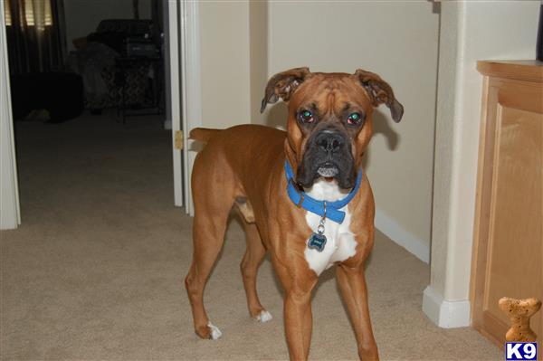 Boxer stud dog