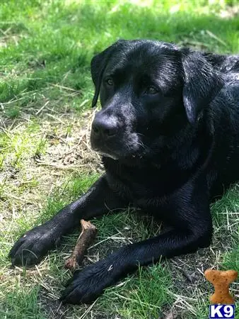 Labrador Retriever stud dog