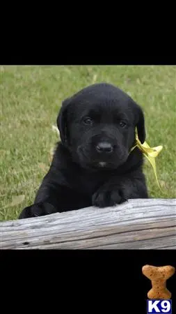 Labrador Retriever stud dog