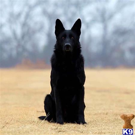 German Shepherd puppy for sale