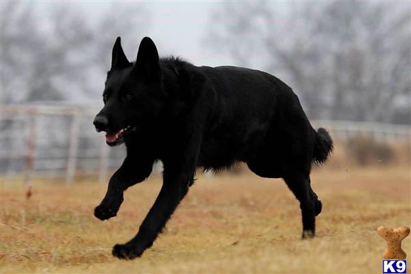 German Shepherd puppy for sale