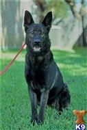 Alexis Z Pravda Protektor available German Shepherd puppy located in AUSTIN