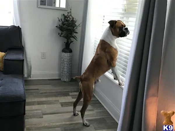 Boxer stud dog