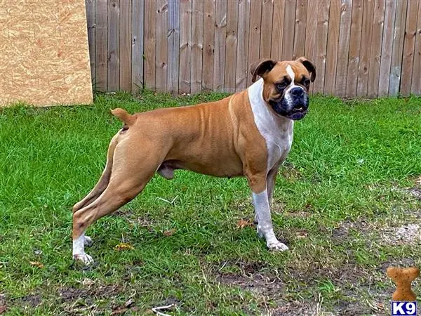 Boxer stud dog