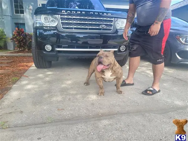 American Bully stud dog