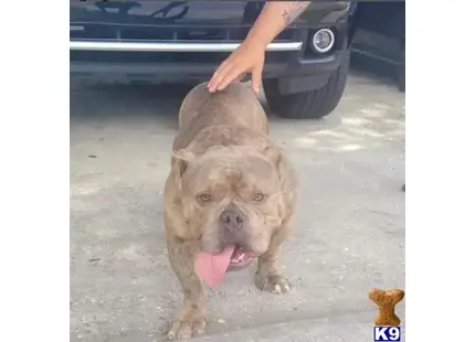 a american bully dog with its tongue out