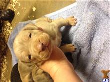 American Pit Bull