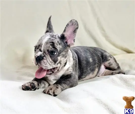 French Bulldog puppy for sale