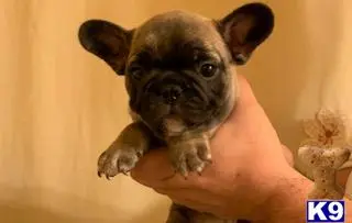 French Bulldog puppy for sale