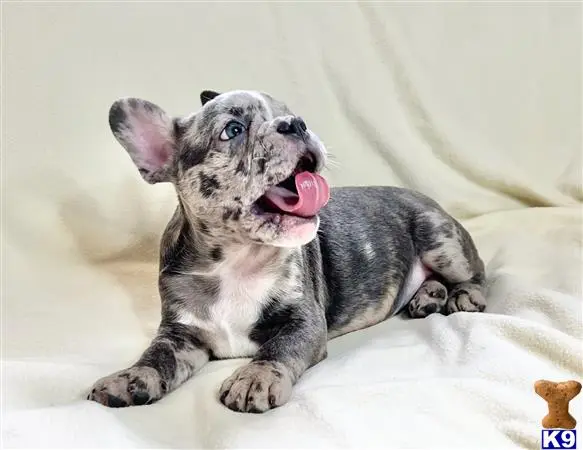 French Bulldog puppy for sale