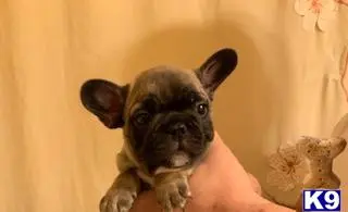 French Bulldog puppy for sale