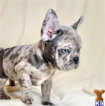 French Bulldog puppy for sale