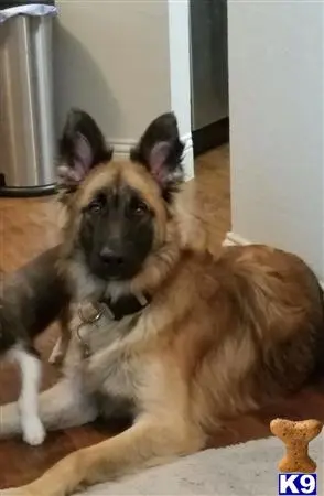 German Shepherd stud dog