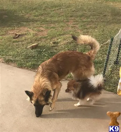 German Shepherd stud dog