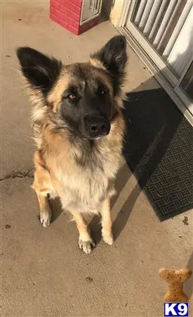 German Shepherd stud dog