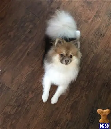 Pomeranian stud dog